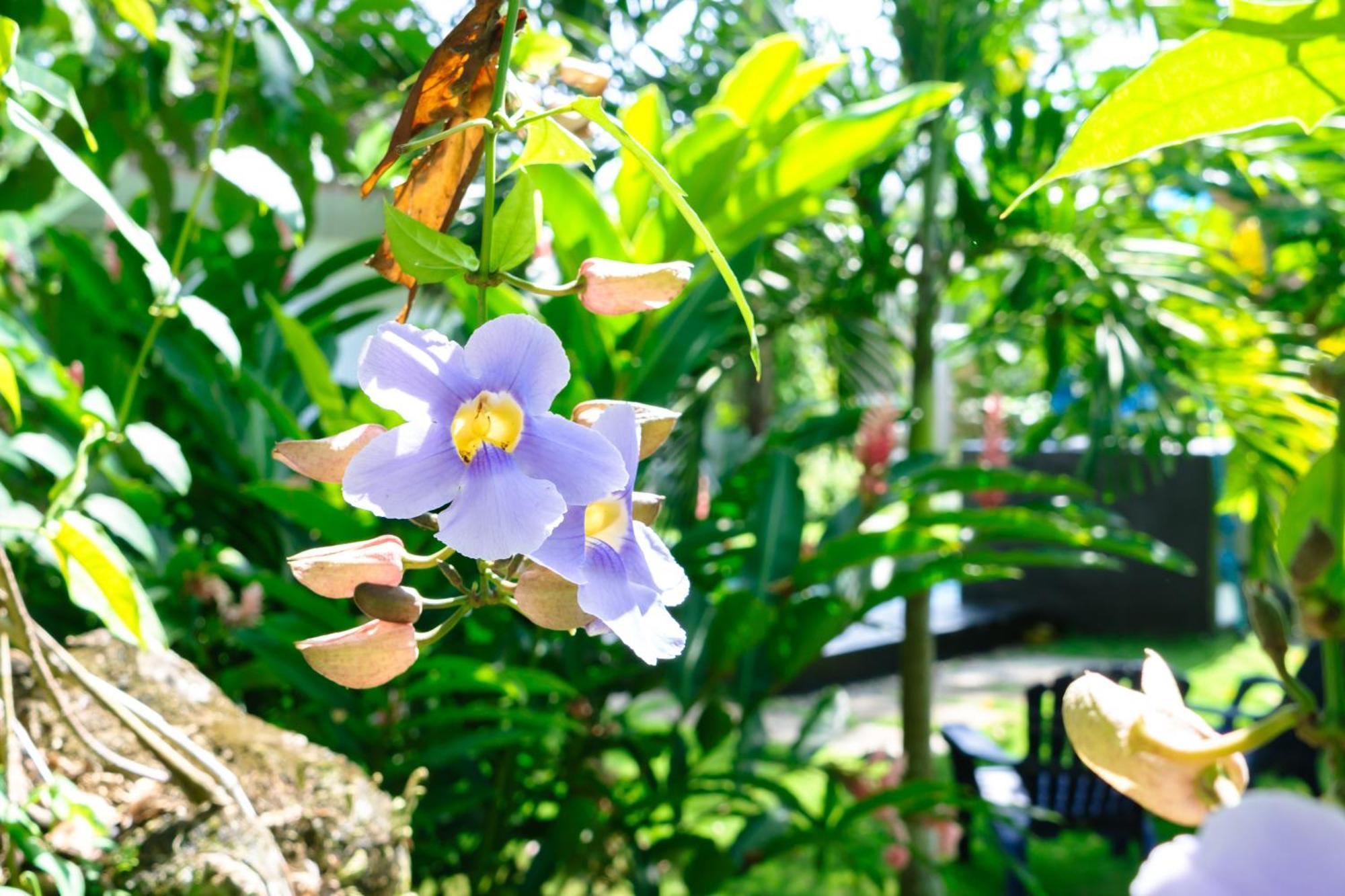 Olivia Del Caribe Suite Puerto Viejo de Talamanca 외부 사진